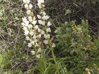 Cephalanthera longifolia 11, Wit bosvogeltje, Saxifraga-Rien Schot
