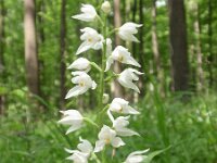 Cephalanthera longifolia 13, Wit bosvogeltje, Saxifraga-Jan Willem Jongepier