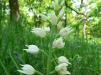 Cephalanthera longifolia 14, Wit bosvogeltje, Saxifraga-Jan Willem Jongepier