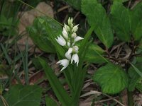 Cephalanthera longifolia 15, Wit bosvogeltje, Saxifraga-Jasenka Topic