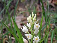 Cephalanthera longifolia 16, Wit bosvogeltje, Saxifraga-Jeroen Willemsen