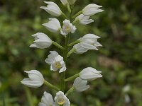 Cephalanthera longifolia 20, Wit bosvogeltje, Saxifraga-Willem van Kruijsbergen