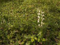 Cephalanthera longifolia 21, Wit bosvogeltje, Saxifraga-Jan van der Straaten