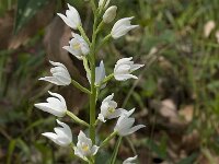 Cephalanthera longifolia 22, Wit bosvogeltje, Saxifraga-Willem van Kruijsbergen