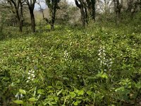 Cephalanthera longifolia 24, Wit bosvogeltje, Saxifraga-Willem van Kruijsbergen