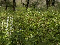 Cephalanthera longifolia 25, Wit bosvogeltje, Saxifraga-Willem van Kruijsbergen