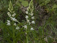 Cephalanthera longifolia 27, Wit bosvogeltje, Saxifraga-Willem van Kruijsbergen