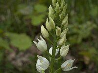 Cephalanthera longifolia 28, Wit bosvogeltje, Saxifraga-Willem van Kruijsbergen