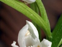 Cephalanthera longifolia 31, Wit bosvogeltje, Saxifraga-Hans Dekker
