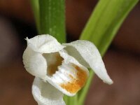 Cephalanthera longifolia 32, Wit bosvogeltje, Saxifraga-Hans Dekker