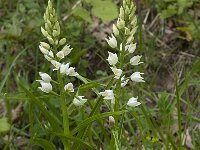 Cephalanthera longifolia 34, Wit bosvogeltje, Saxifraga-Willem van Kruijsbergen