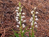 Cephalanthera longifolia 35, Wit bosvogeltje, Saxifraga-Hans Dekker