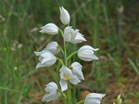 Cephalanthera longifolia 36, Wit bosvogeltje, Saxifraga-Jeroen Willemsen