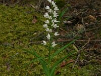 Cephalanthera longifolia 37, Wit bosvogeltje, Saxifraga-Dirk Hilbers