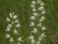 Cephalanthera longifolia 4, Wit bosvogeltje, Saxifraga-Jan van der Straaten