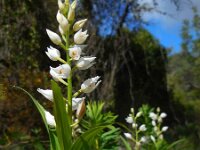 Cephalanthera longifolia 40, Wit bosvogeltje, Saxifraga-Ed Stikvoort