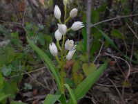 Cephalanthera longifolia 46, Wit bosvogeltje, Saxifraga-Ed Stikvoort