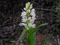 Cephalanthera longifolia 47, Wit bosvogeltje, Saxifraga-Ed Stikvoort