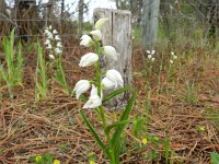 Cephalanthera longifolia 48, Wit bosvogeltje, Saxifraga-Rutger Barendse