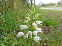 Cephalanthera longifolia 51, Wit bosvogeltje, Saxifraga-Rutger Barendse