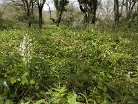 Cephalanthera longifolia 6, Wit bosvogeltje, Saxifraga-Willem van Kruijsbergen