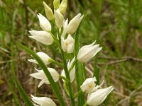 Cephalanthera longifolia 65, Wit bosvogeltje, Saxifraga-Hans Grotenhuis