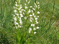 Cephalanthera longifolia 70, Wit bosvogeltje, Saxifraga-Hans Grotenhuis