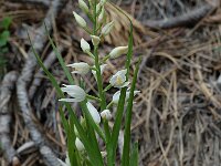 Cephalanthera longifolia 9, Wit bosvogeltje, Saxifraga-Willem van Kruijsbergen