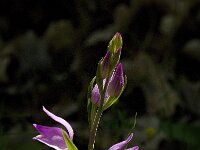 Cephalanthera rubra 10, Rood bosvogeltje, Saxifraga-Jan van der Straaten