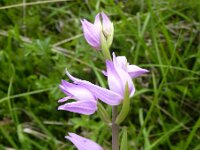 Cephalanthera rubra 11, Rood bosvogeltje, Saxifraga-Jasenka Topic