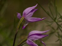 Rood bosvogeltje  Cephalanthera rubra