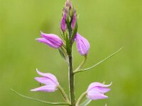 Cephalanthera rubra 19, Rood bosvogeltje, Saxifraga-Bart Vastenhouw