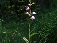 Cephalanthera rubra 2, Rood bosvogeltje, Saxifraga-Marijke Verhagen