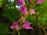 Cephalanthera rubra 20, Rood bosvogeltje, Saxifraga-Ed Stikvoort