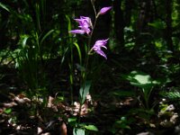Cephalanthera rubra 21, Rood bosvogeltje, Saxifraga-Ed Stikvoort