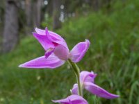 Cephalanthera rubra 22, Rood bosvogeltje, Saxifraga-Ed Stikvoort