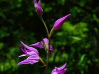 Cephalanthera rubra 23, Rood bosvogeltje, Saxifraga-Ed Stikvoort