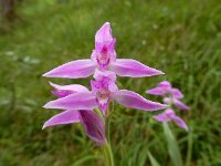 Cephalanthera rubra 24, Rood bosvogeltje, Saxifraga-Ed Stikvoort