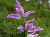 Cephalanthera rubra 25, Rood bosvogeltje, Saxifraga-Ed Stikvoort
