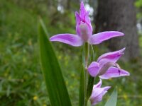 Cephalanthera rubra 26, Rood bosvogeltje, Saxifraga-Ed Stikvoort