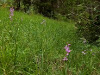 Cephalanthera rubra 27, Rood bosvogeltje, Saxifraga-Ed Stikvoort