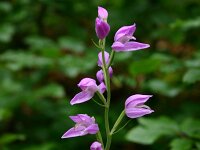 Cephalanthera rubra 28, Rood bosvogeltje, Saxifraga-Dirk Hilbers