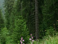 Cephalanthera rubra 29, Rood bosvogeltje, Saxifraga-Dirk Hilbers
