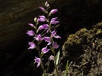 Cephalanthera rubra 3, Rood bosvogeltje, Saxifraga-Jan van der Straaten
