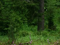 Cephalanthera rubra 30, Rood bosvogeltje, Saxifraga-Dirk Hilbers