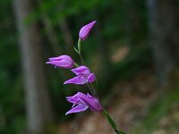 Cephalanthera rubra 31, Rood bosvogeltje, Saxifraga-Dirk Hilbers