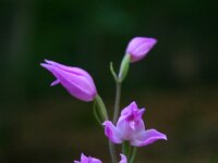 Cephalanthera rubra 32, Rood bosvogeltje, Saxifraga-Dirk Hilbers
