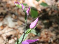 Cephalanthera rubra 33, Rood bosvogeltje, Saxifraga-Rutger Barendse
