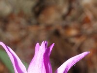 Cephalanthera rubra 34, Rood bosvogeltje, Saxifraga-Rutger Barendse