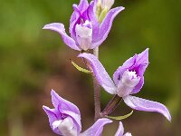 Cephalanthera rubra 35, Rood bosvogeltje, Saxifraga-Luuk Vermeer